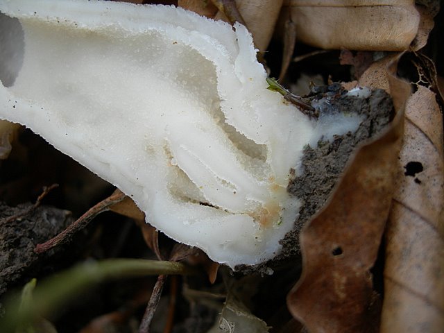 Il Tempo delle Morchelle